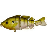 revolution 3.5 #bluegill